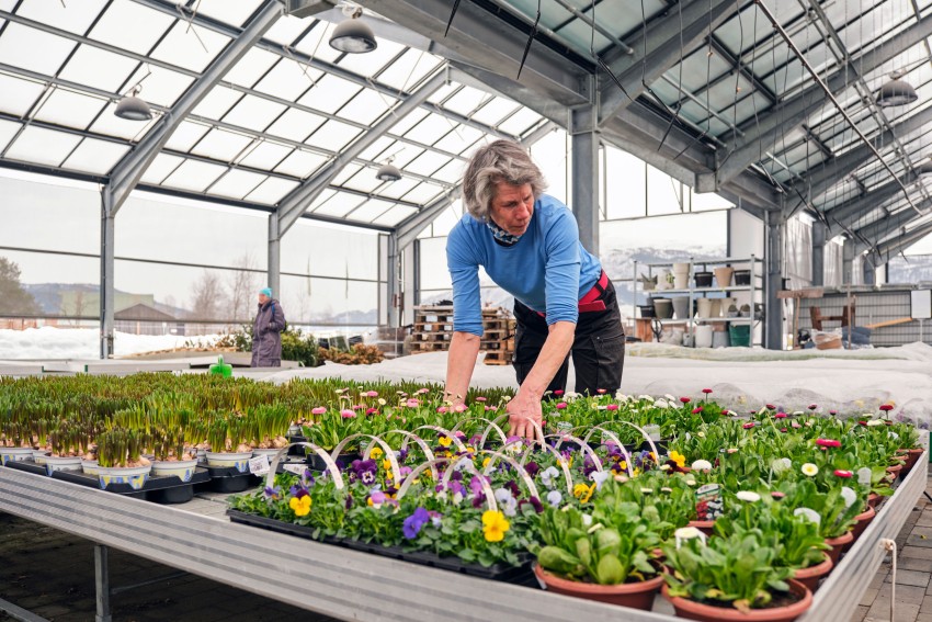 Person som arrangerer planter på et bord i et drivhus, med snø synlig utenfor. Foto: Nathan Lediard, Lediard Foto AS.